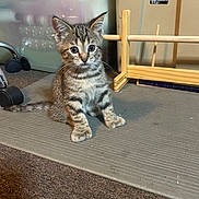 Mittens is registered to the contest to win money with this photo: animal, blue_eyes, carpet, cat, cute, ears, floor, headphones, home, indoors, kitten, office, pet, portrait, sitting, storage_bin, striped_fur, tabby, whiskers, wooden_rack
