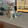 animal, blue_eyes, carpet, cat, cute, ears, floor, headphones, home, indoors, kitten, office, pet, portrait, sitting, storage_bin, striped_fur, tabby, whiskers, wooden_rack