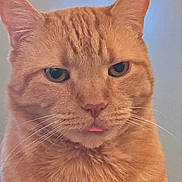 Cheeto is registered to the contest to win money with this photo: animal, cat, close_up, cute, domestic_animal, ears, expression, eyes, face, feline, fur, ginger_cat, head, indoor, mammal, pet, portrait, soft_light, tongue, whiskers