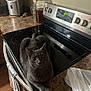 animal, appliance, cat, countertop, cozy, curious, domestic, feline, glass_jar, gray_cat, household, ice_maker, indoor, kitchen, pet, plastic_bag, relaxed, stove, towel, wood_floor