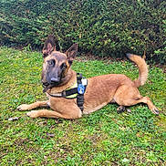 Arva participe au concours pour gagner de l'argent avec cette photo : dog, belgian_malinois, grass, greenery, outdoor, animal, pet, canine, fur, ears, alert, harness, nature, leafy, resting, muzzle, tail, brown, black_face, watchful