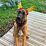 dog, antlers, wooden_deck, greenery, grass, garden, pet, outdoor, festive, brown_fur, collar, canine, nature, animal, playful, holiday, cute, sitting, ears, curious