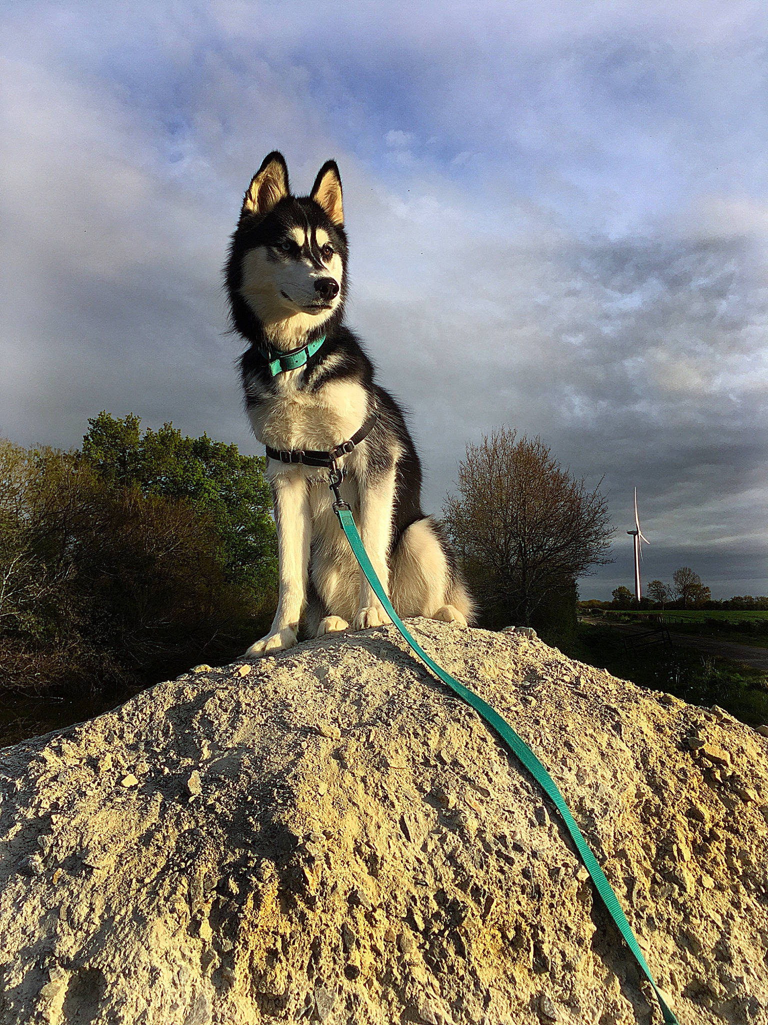 Laïko participe au concours pour gagner de l'argent avec cette photo : alaskan_klee_kai, canidae, carnivore, czechoslovakian_wolfdog, dog, dog_breed, east_siberian_laika, kunming_wolfdog, mammal, native_american_indian_dog, northern_inuit_dog, saarloos_wolfdog, sakhalin_husky, seppala_siberian_sleddog, siberian_husky, sky, sled_dog, vertebrate, wolfdog, working_dog