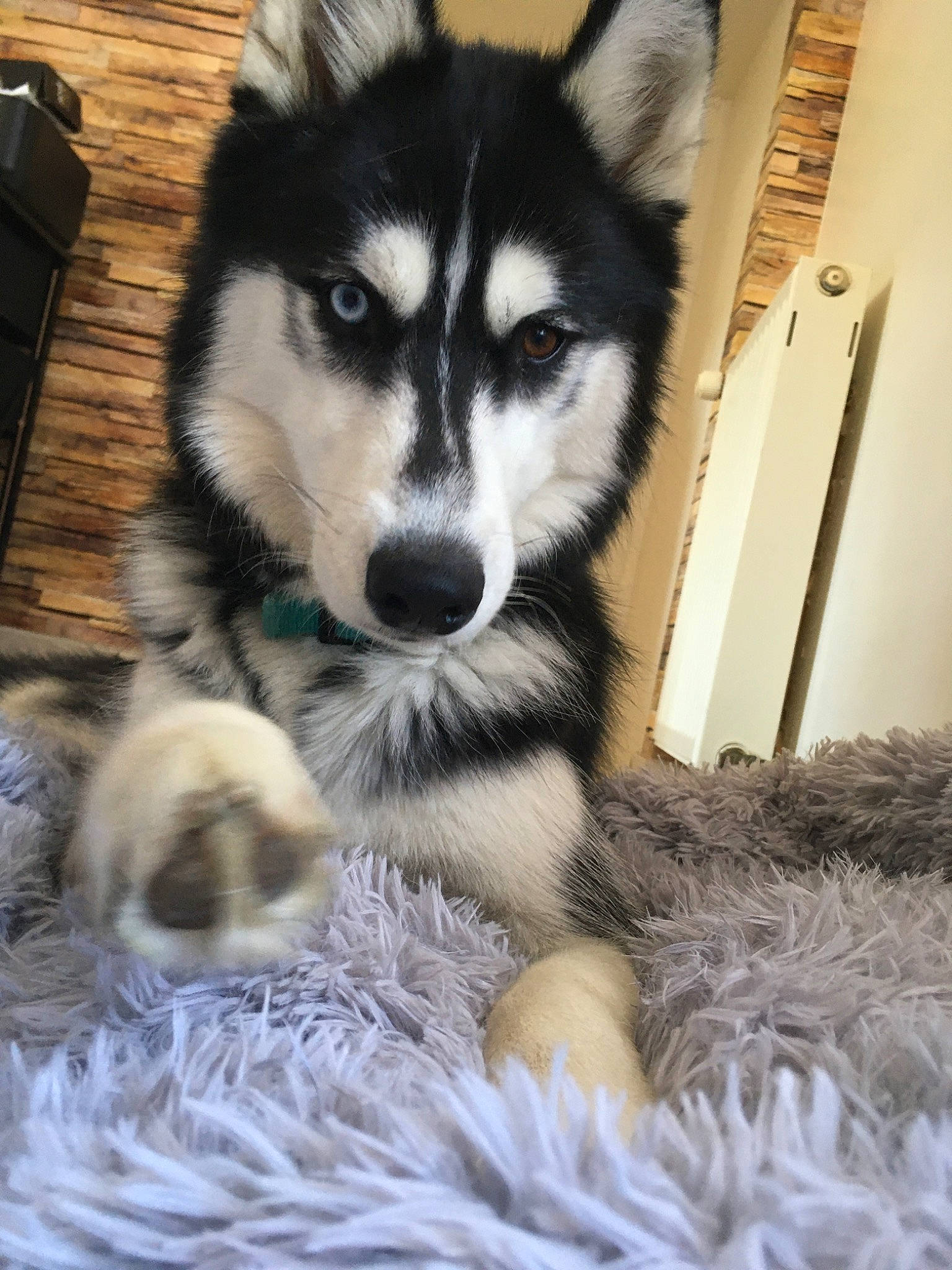 Laïko a rejoint le concours — aidez-le/la à gagner de superbes lots ! alaskan_klee_kai, alaskan_malamute, canadian_eskimo_dog, canidae, carnivore, dog, dog_breed, mammal, miniature_siberian_husky, native_american_indian_dog, northern_inuit_dog, nose, sakhalin_husky, seppala_siberian_sleddog, siberian_husky, sled_dog, snout, tamaskan_dog, vertebrate, wolfdog