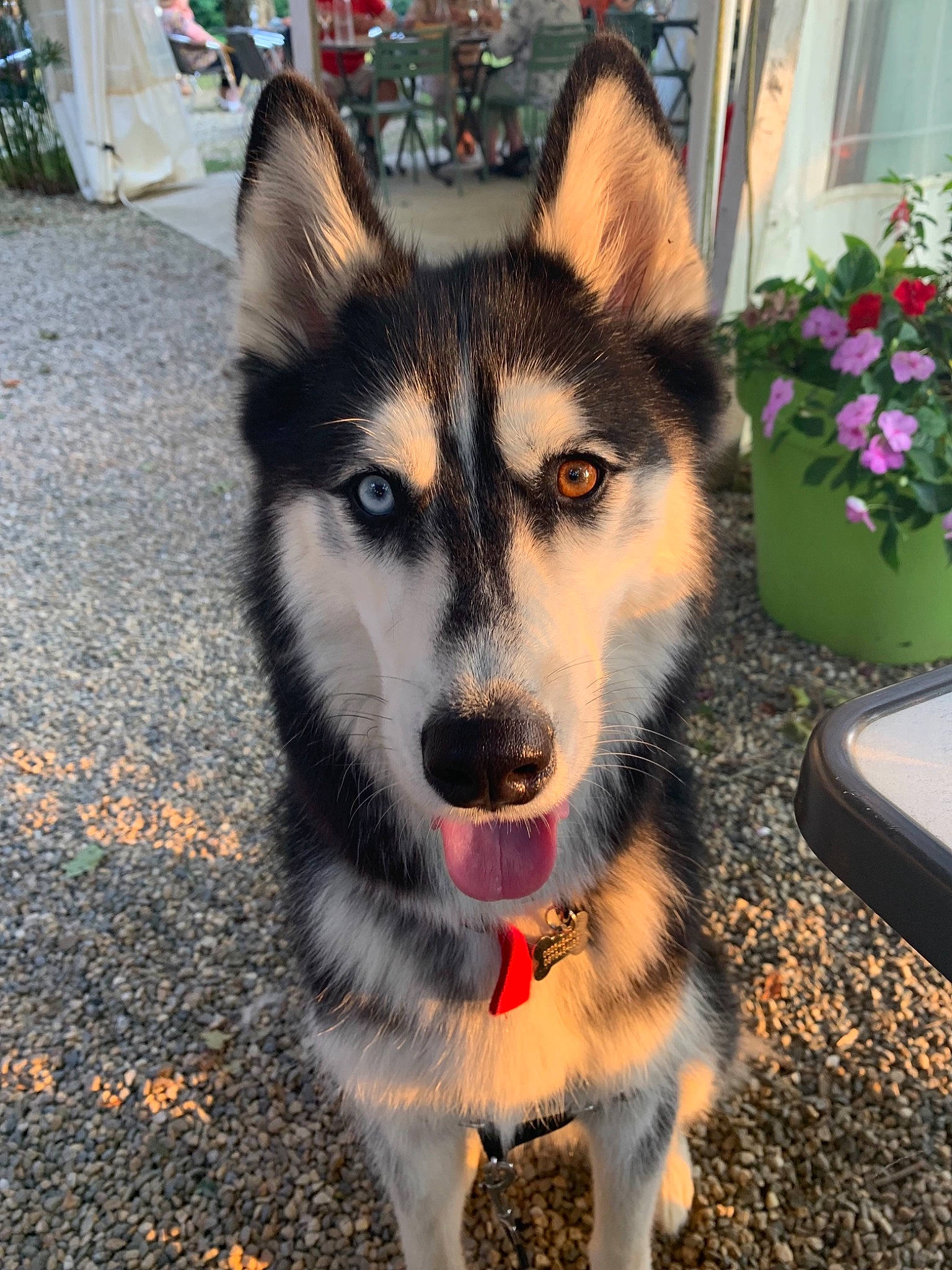 Laïko a rejoint le concours — aidez-le/la à gagner de superbes lots ! art, canidae, carnivore, companion_dog, dog, dog_breed, eye, fawn, flower, flowerpot, fur, grass, houseplant, plant, sled_dog, snout, sporting_group, terrestrial_animal, whiskers, wolf