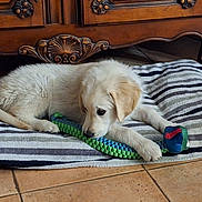Balou a rejoint le concours — aidez-le/la à gagner de superbes lots ! puppy, dog, toy, striped_cushion, white_fur, floor, tile, wooden_furniture, indoor, pet, playful, cute, animal, laying_down, chewing, young_dog, domestic, cozy, resting, floor_tile