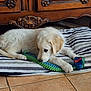 puppy, dog, toy, striped_cushion, white_fur, floor, tile, wooden_furniture, indoor, pet, playful, cute, animal, laying_down, chewing, young_dog, domestic, cozy, resting, floor_tile