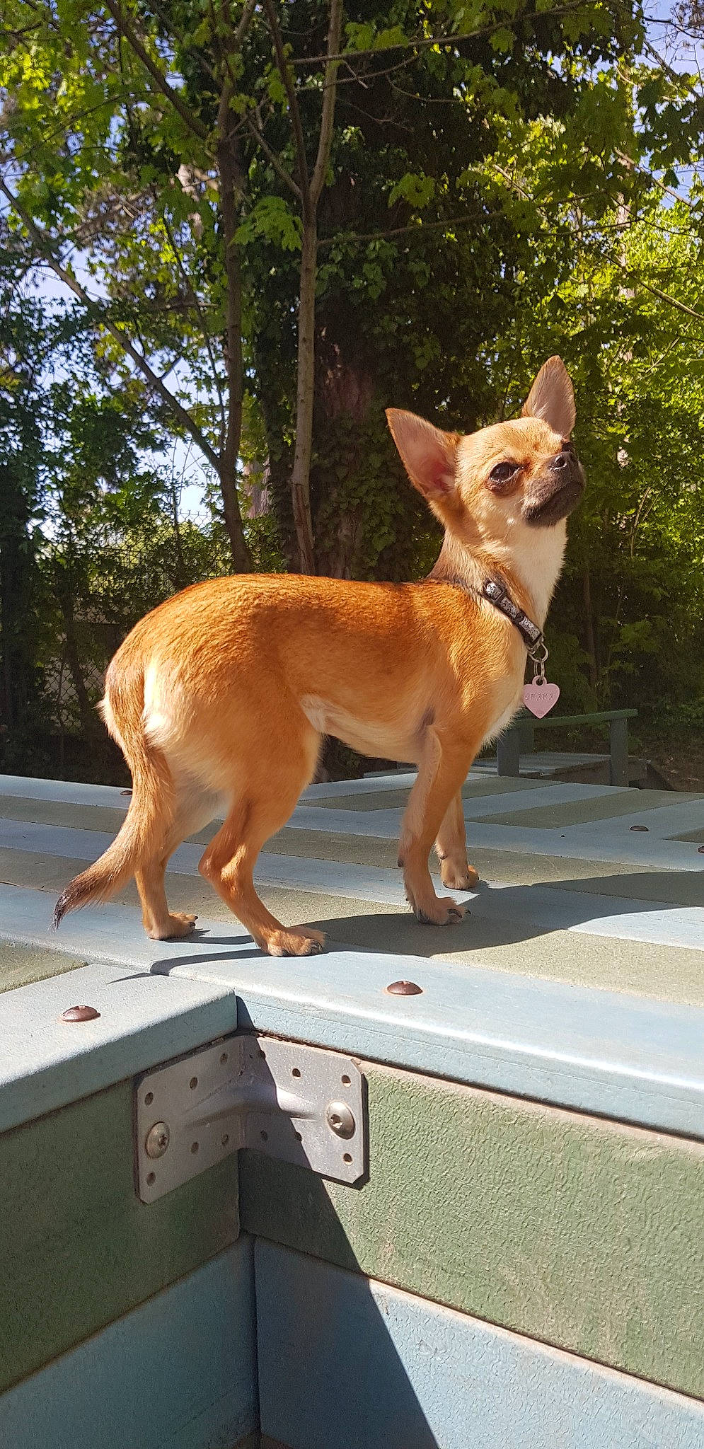 Ohana participe au concours pour gagner de l'argent avec cette photo : ancient_dog_breeds, canidae, carnivore, carolina_dog, chihuahua, companion_dog, corgi_chihuahua, dog, dog_breed, fawn, mammal, snout, tail, toy_dog, vertebrate