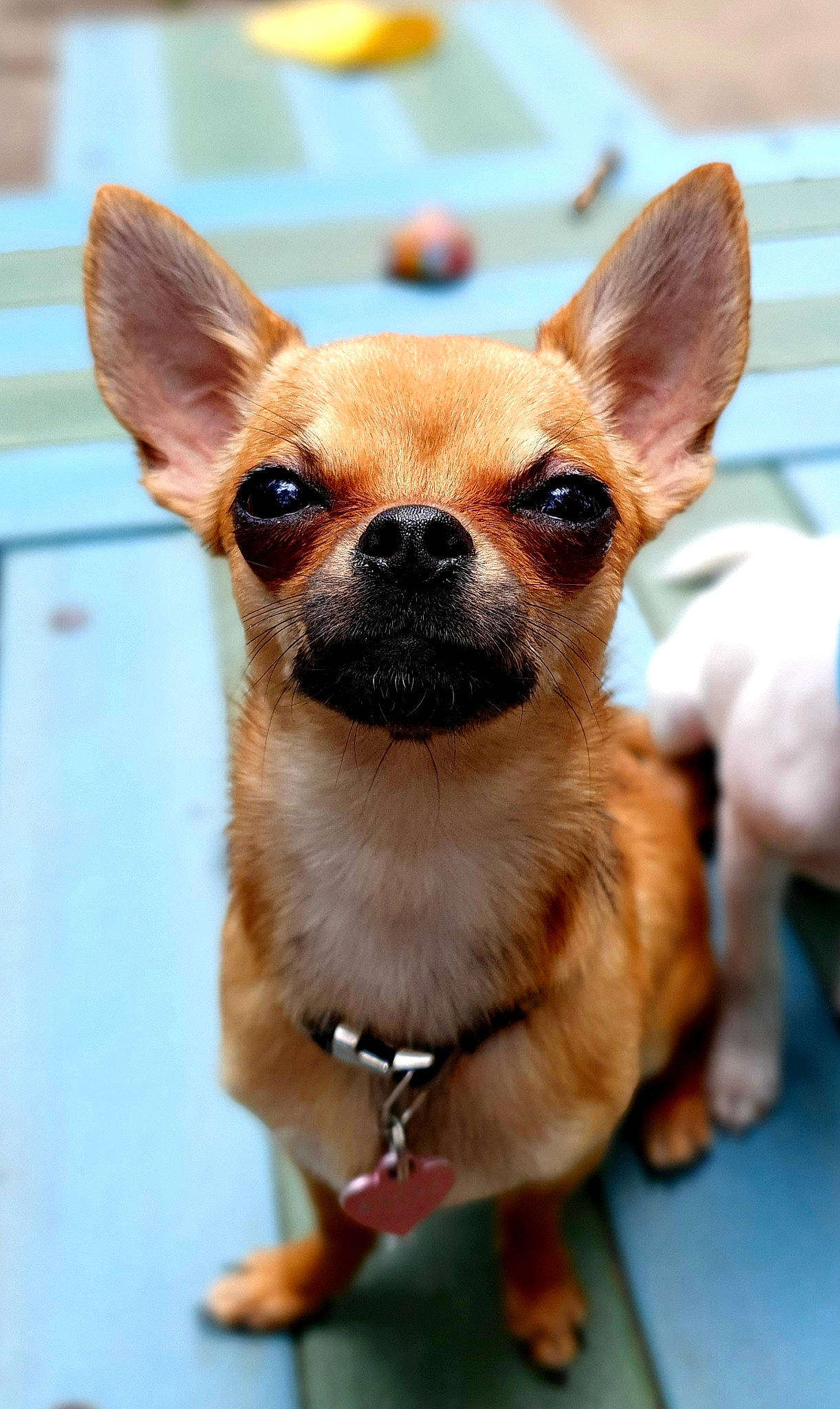 Ohana a rejoint le concours — aidez-le/la à gagner de superbes lots ! ancient_dog_breeds, canidae, carnivore, chihuahua, companion_dog, corgi_chihuahua, dog, dog_breed, ear, fawn, mammal, nose, puppy, russkiy_toy, skin, snout, sporting_group, toy_dog, vertebrate, whiskers