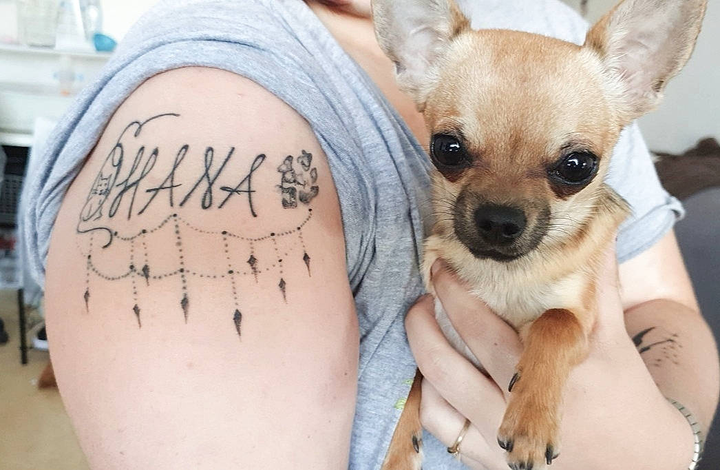 Ohana a rejoint le concours — aidez-le/la à gagner de superbes lots ! ancient_dog_breeds, canidae, carnivore, chihuahua, companion_dog, dog, dog_breed, fawn, puppy, snout, toy_dog