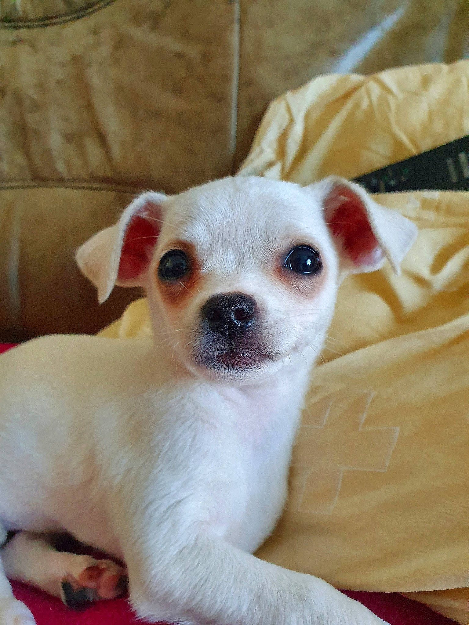 Clochette a rejoint le concours — aidez-le/la à gagner de superbes lots ! canidae, carnivore, chihuahua, companion_dog, dog, dog_breed, ear, eye, fawn, mammal, nose, puppy, puppy_love, rare_breed_dog, skin, snout, sporting_group, toy_dog, vertebrate, whiskers