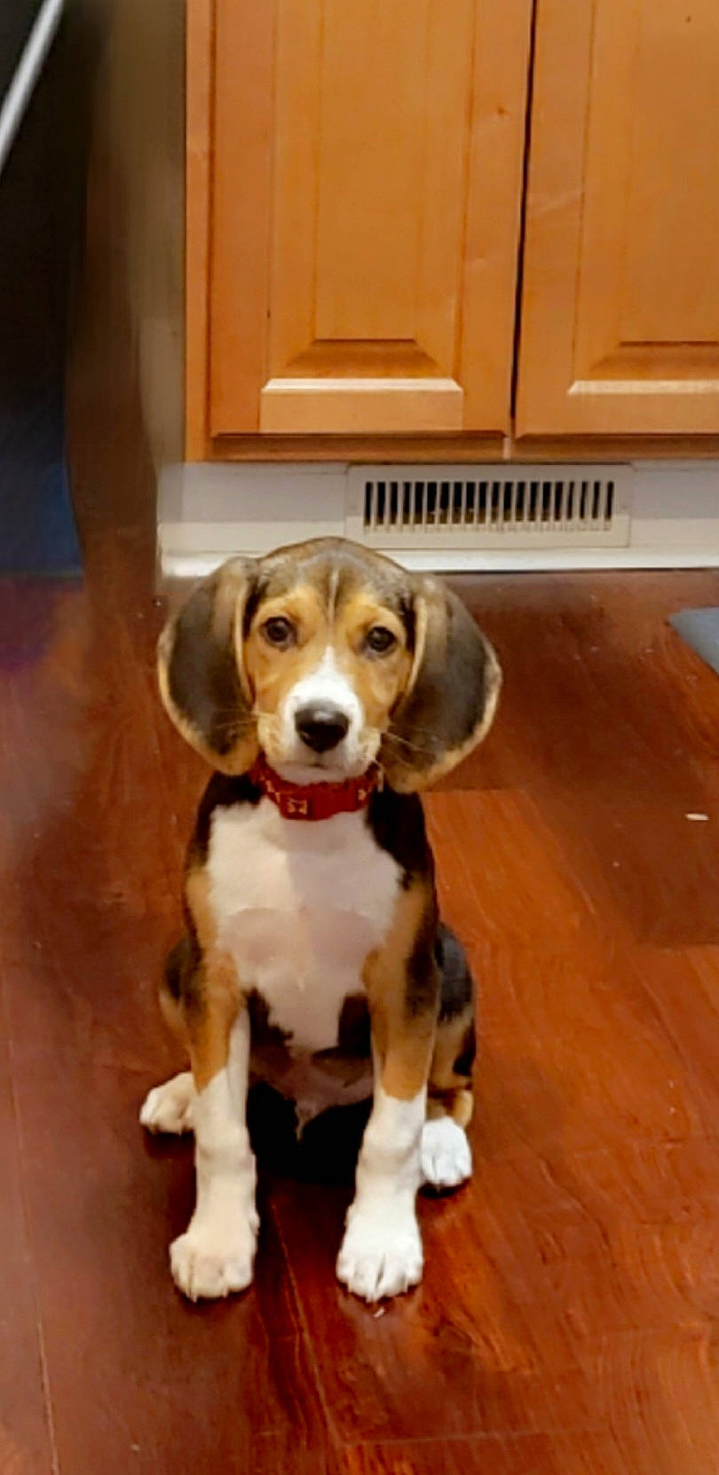 Potter is registered to the contest to win money with this photo: ball, canidae, carnivore, companion_dog, dog, dog_breed, fawn, flooring, gun_dog, hardwood, hound, hunting_dog, liver, scent_hound, tail, varnish, wood, wood_flooring, wood_stain, working_animal