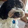 Tucker joined the competition — help win amazing prizes! animal, black_and_white, close_up, collar, curious, cute, dog, domestic_animal, eyes, face, fluffy, fur, indoor, natural_light, nose, pet, portrait, tag, whiskers, window
