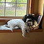 dog, windowsill, window, outdoor, leaves, grass, framed_photo, stuffed_toy, paw, fur, black_and_white, dog_tag, wood_trim, home_interior, cozy, pet, portrait, fall, sitting, looking_at_camera