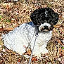 dog, pet, small_dog, black_and_white, curly_fur, leash, outdoor, grass, dry_leaves, autumn, sitting, portrait, close_up, cute, fluffy, nose, eyes, yard, sunlight, shadow