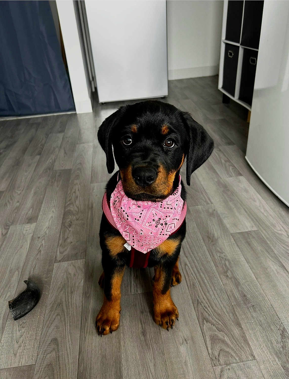 Biggie a rejoint le concours — aidez-le/la à gagner de superbes lots ! rottweiler, puppy, dog, pink_bandana, floor, wooden_floor, indoor, kitchen, pet, animal, cute, sitting, black_and_tan, young_dog, looking_at_camera, domestic, flooring, house, canine, adorable