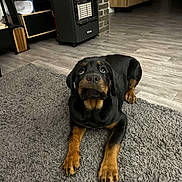 Biggie participe au concours pour gagner de l'argent avec cette photo : rottweiler, puppy, dog, indoor, carpet, gray_rug, looking_up, pet, floor, wooden_floor, heater, furniture, cozy, animal, mammal, cute, young_dog, black_and_tan, laying, domestic_dog