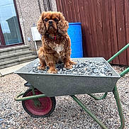 Rosie joined the competition — help win amazing prizes! dog, wheelbarrow, rocks, gravel, outdoor, fence, barrel, brown_dog, pet, fur, stairs, window, building, collar, animal, sitting, garden, construction, cute, portrait