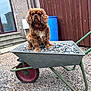 dog, wheelbarrow, rocks, gravel, outdoor, fence, barrel, brown_dog, pet, fur, stairs, window, building, collar, animal, sitting, garden, construction, cute, portrait