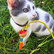 Jack a rejoint le concours — aidez-le/la à gagner de superbes lots ! aegean_cat, american_wirehair, cat, cat_like_mammal, domestic_short_haired_cat, european_shorthair, fauna, grass, grass_family, kitten, plant, small_to_medium_sized_cats, snout, tail, whiskers