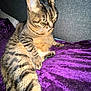 Milo is registered to the contest to win money with this photo: animal, cat, closeup, couch, cozy, ears, feline, fur, furniture, home, indoor, paw, pet, purple_blanket, relaxed, resting, sitting, striped, tabby_cat, whiskers