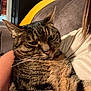 Milo joined the competition — help win amazing prizes! animal, arm, blanket, cat, closeup, comfort, couch, domestic_animal, ears, feline, fur, home, indoor, person, pet, portrait, relaxing, resting, tabby_cat, whiskers