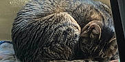 Milo joined the competition — help win amazing prizes! animal, blanket, cat, cat_faces, chair, cozy, curled_up, cushion, domestic_animal, feline, fur, home, indoor, pet, quiet, relaxation, resting, sleeping, soft_light, tabby_cat
