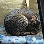 animal, blanket, cat, cat_faces, chair, cozy, curled_up, cushion, domestic_animal, feline, fur, home, indoor, pet, quiet, relaxation, resting, sleeping, soft_light, tabby_cat