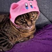 Milo is registered to the contest to win money with this photo: animal, cat, close_up, cozy, cute, domestic_cat, ears, expression, face, feline, fur, hat, indoor, pet, pink, purple_blanket, resting, striped, tabby, wearing