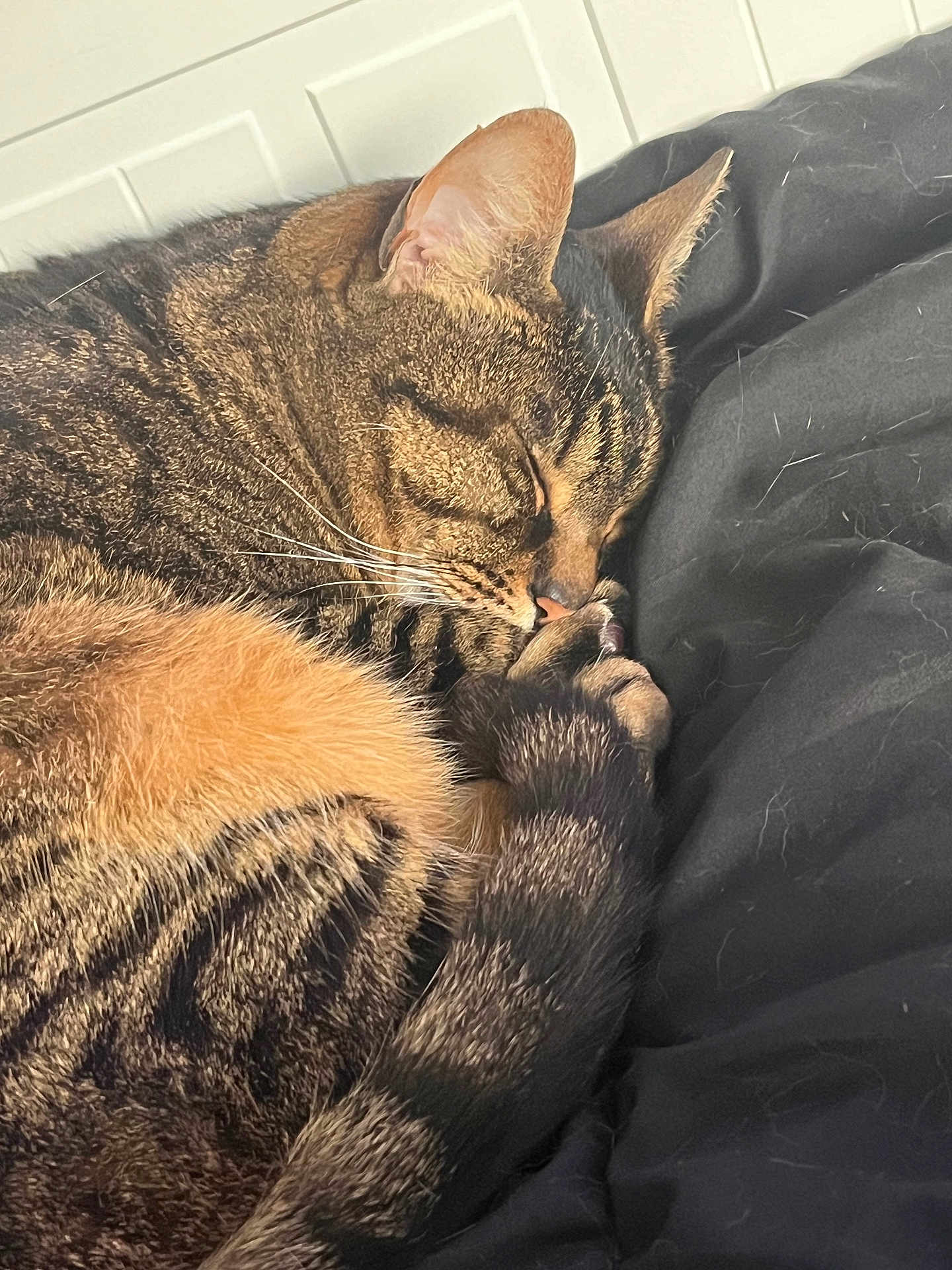 Milo