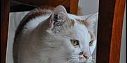 Moka participe au concours pour gagner de l'argent avec cette photo :