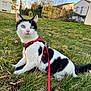 cat, black_and_white, harness, leash, grass, outdoor, pet, animal, greenery, suburban, house, tree, sky, alert, sitting, nature, daylight, domestic, fur, whiskers