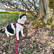 Lilith a rejoint le concours — aidez-le/la à gagner de superbes lots ! cat, black_and_white, harness, leash, tree, moss, dirt, grass, outdoor, nature, animal, pet, curious, green_eyes, leaves, sunlight, daytime, mammal, feline, alert