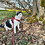 cat, black_and_white, harness, leash, tree, moss, dirt, grass, outdoor, nature, animal, pet, curious, green_eyes, leaves, sunlight, daytime, mammal, feline, alert