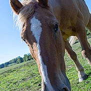 Pacha participe au concours pour gagner de l'argent avec cette photo :