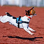 Sparrow participe au concours pour gagner de l'argent avec cette photo : animal_sports, english_riding, equestrian_sport, equestrianism, horse, horse_like_mammal, jockey, jumping, mammal, racing, reining, sports, western_riding
