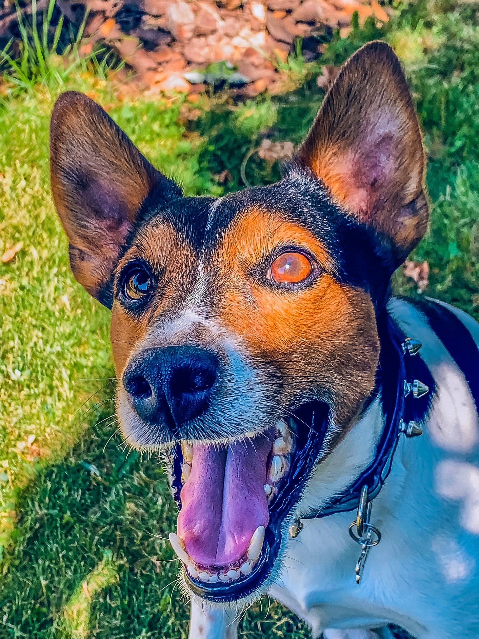 Sparrow a rejoint le concours — aidez-le/la à gagner de superbes lots ! canidae, carnivore, companion_dog, dog, dog_breed, ear, feist, grass, mammal, miniature_fox_terrier, nose, rat_terrier, smooth_fox_terrier, snout, teddy_roosevelt_terrier, tenterfield_terrier, terrier, toy_fox_terrier, vertebrate, whiskers