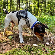 Sparrow participe au concours pour gagner de l'argent avec cette photo : dog, forest, nature, outdoor, moss, dirt, harness, sniffing, trees, greenery, animal, pet, canine, daylight, exploration, ground, leaves, adventure, wildlife, curious