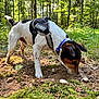 dog, forest, nature, outdoor, moss, dirt, harness, sniffing, trees, greenery, animal, pet, canine, daylight, exploration, ground, leaves, adventure, wildlife, curious