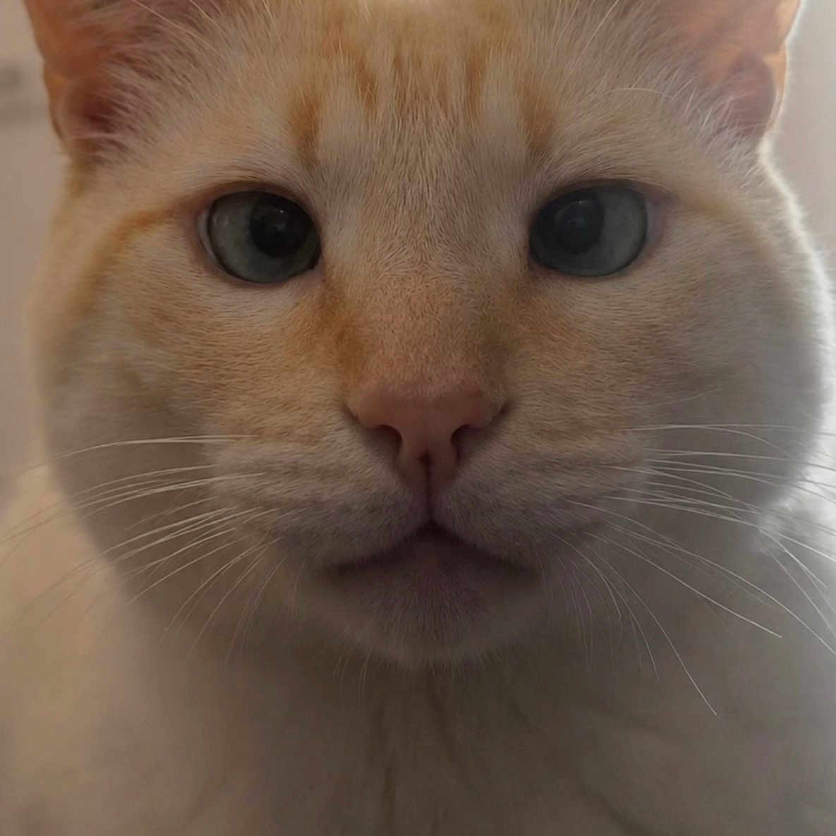 Phillipe participe au concours pour gagner de l'argent avec cette photo : cat, close_up, portrait, whiskers, blue_eyes, animal, pet, feline, soft_fur, indoor, curious, calm, face, ears, nose, head, muzzle, domestic_cat, cute, fur