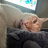 Phillipe a rejoint le concours — aidez-le/la à gagner de superbes lots ! animal, bed, blanket, cat, close_up, cozy, cream_colored, cute, domestic, face, feline, fur, indoor, lying_down, pet, relaxed, resting, sleepy, tongue_out, whiskers