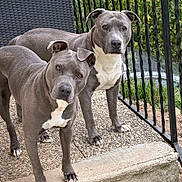 Simba Roxy a rejoint le concours — aidez-le/la à gagner de superbes lots ! dog, animal, pet, grey_coat, white_patch, outdoor, patio, railing, curious, alert, standing, closeup, fence, nature, two_dogs, companions, canine, ears_up, short_hair, sidewalk