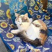 Scarlett joined the competition — help win amazing prizes! cat, calico_cat, fluffy, animal, pet, outdoor, chair, blue, sunflower, pattern, fabric, tear, sunlight, relaxing, resting, fur, whiskers, tail, cute, nature