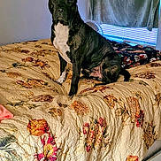 Snoop is registered to the contest to win money with this photo: dog, bed, blanket, floral_pattern, indoor, pet, furniture, window, curtain, fan, black_and_white, canine, domestic_animal, resting, bedroom, comfort, animal, fur, sitting, home