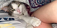 Tutti is registered to the contest to win money with this photo: cat, blanket, paw, fur, green_eyes, person, leg, bed, comfort, indoor, closeup, resting, cute, pet, collar, white_fur, tabby, human, touching, relaxation