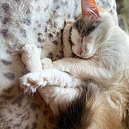 Tutti joined the competition — help win amazing prizes! cat, sleeping, fluffy, white, grey, paw, curled_up, feline, soft, cozy, blanket, patterned, indoor, resting, cute, pet, animal, closeup, peaceful, fur