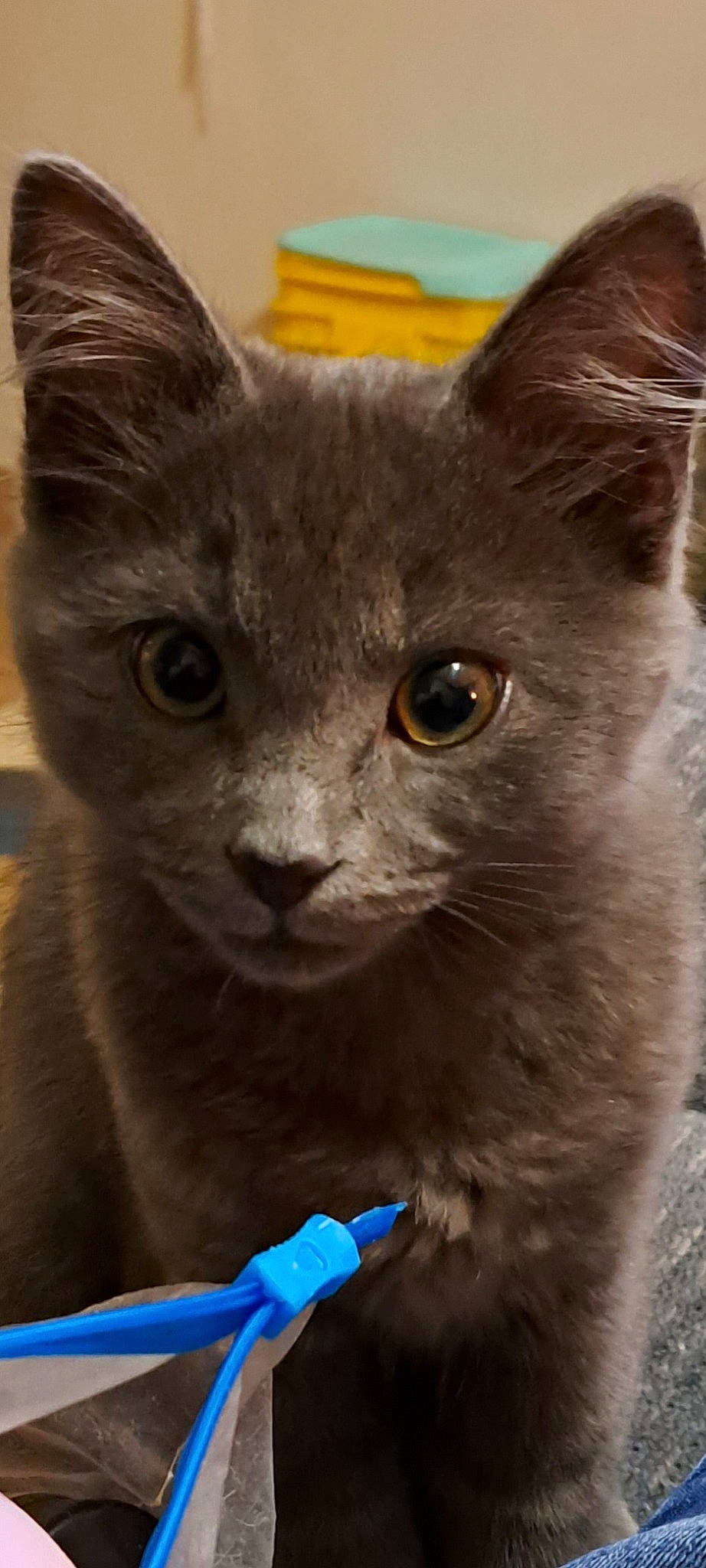 Max is registered to the contest to win money with this photo: blue, bottle, carnivore, cat, close_up, domestic_short_haired_cat, ear, electric_blue, fawn, felidae, fur, iris, plastic_bottle, small_to_medium_sized_cats, snout, terrestrial_animal, water_bottle, whiskers, window