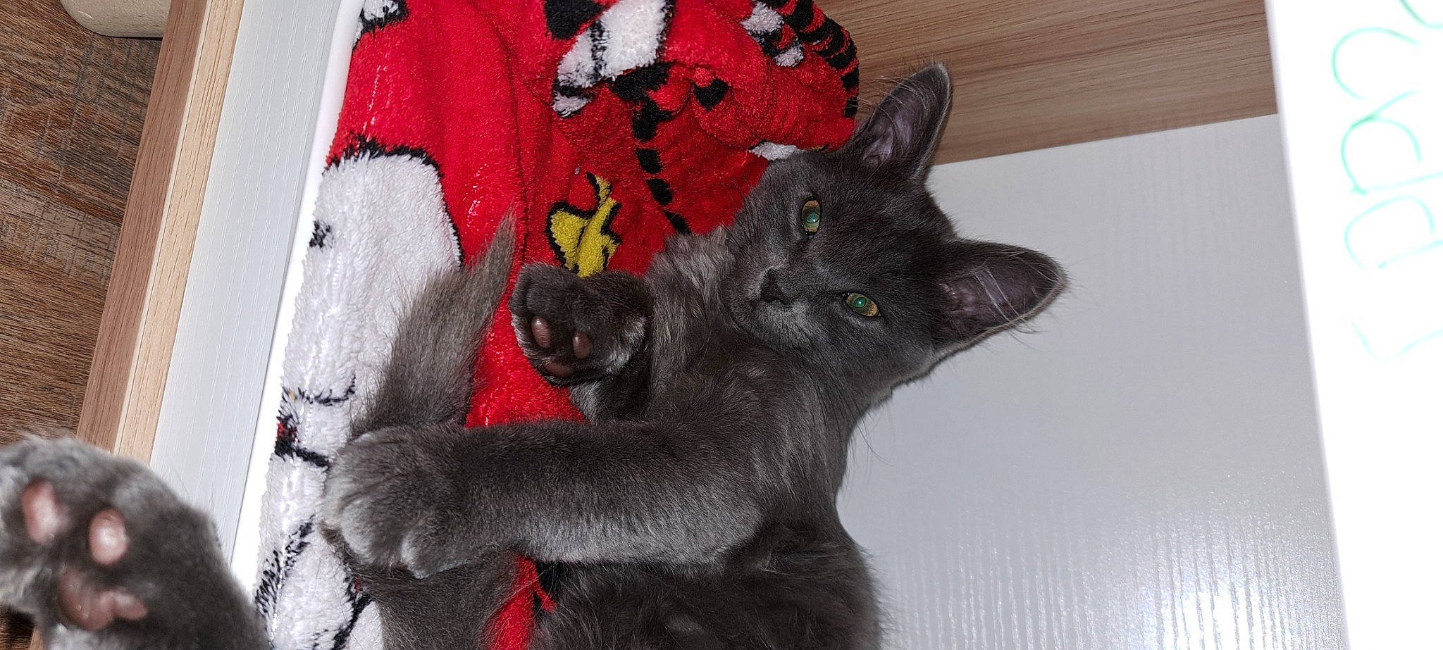 Max joined the competition — help win amazing prizes! black_cat, carmine, carnivore, cat, claw, comfort, coquelicot, domestic_short_haired_cat, felidae, fur, grey, pattern, paw, russian_blue, small_to_medium_sized_cats, snout, tail, terrestrial_animal, whiskers