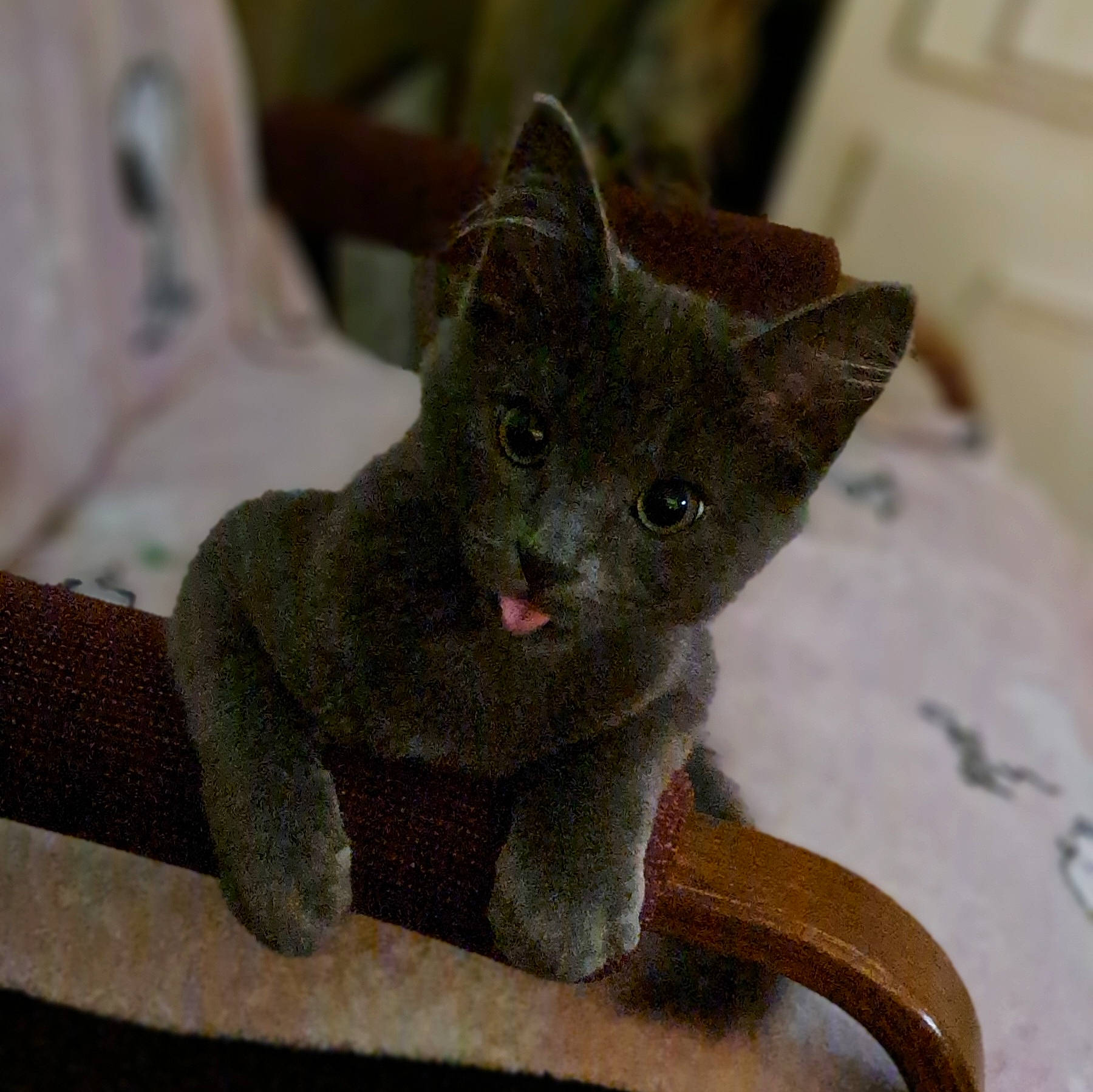 Max joined the competition — help win amazing prizes! carnivore, cat, cat_supply, comfort, domestic_short_haired_cat, felidae, fur, grey, russian_blue, small_to_medium_sized_cats, snout, tail, whiskers, wood