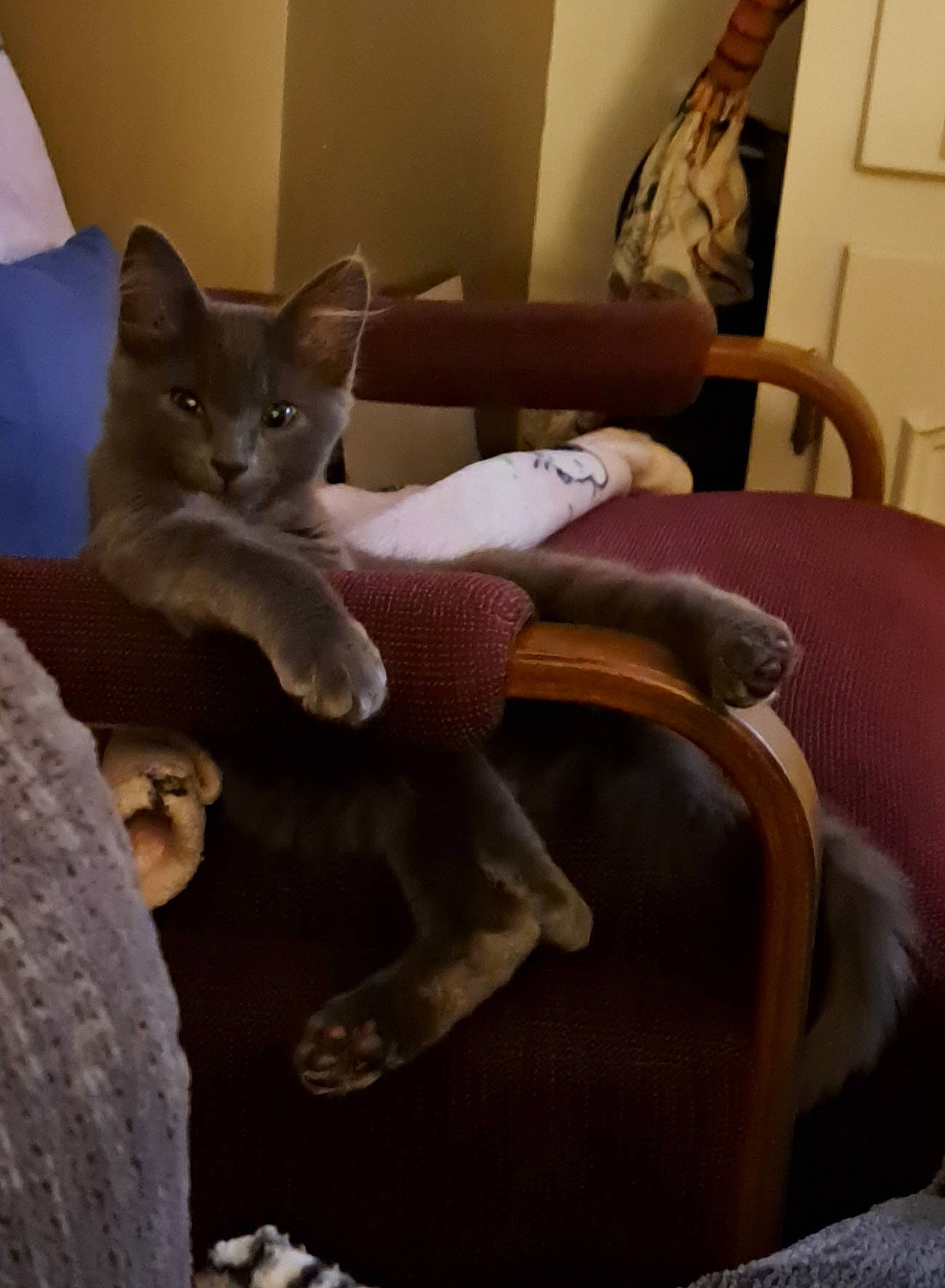 Max joined the competition — help win amazing prizes! carnivore, cat, cat_supply, chair, comfort, couch, domestic_short_haired_cat, fawn, felidae, fur, furniture, grey, hardwood, living_room, picture_frame, purple, small_to_medium_sized_cats, tail, whiskers, wood